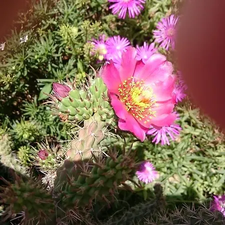 Apartment Irma Baška Voda